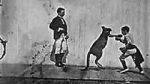 Watch The Boxing Kangaroo (Short 1896) 123MovieFree