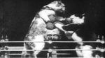 Watch The Boxing Cats (Prof. Welton\'s) 123MovieFree
