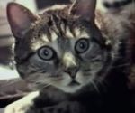 Watch Cat Listening to Music (Short 1988) 123moviesfree