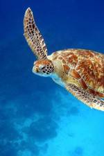 Watch Turtle 123MovieFree