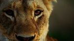 Watch Malika the Lion Queen 123moviesfree