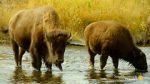 Watch The Last Buffalo 123moviesfree