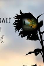 Watch The Sunflower and the Sun God 123MovieFree