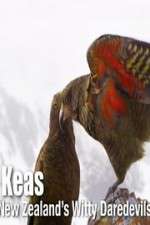 Watch Keas: New Zealand\'s Witty Daredevils 123MovieFree